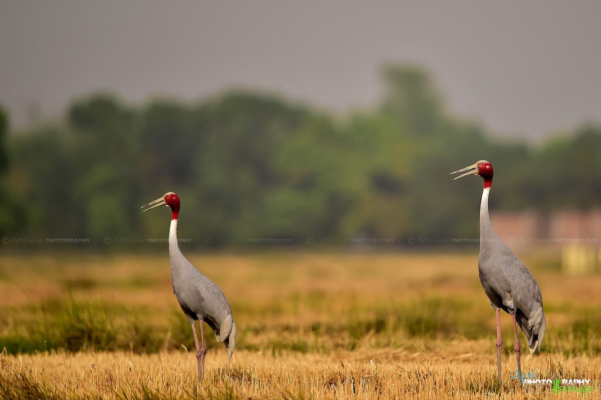 Sarus Crane - ML79883541