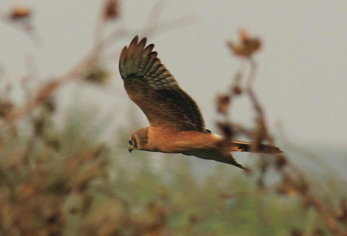 Montagu's Harrier - Amarendra Konda