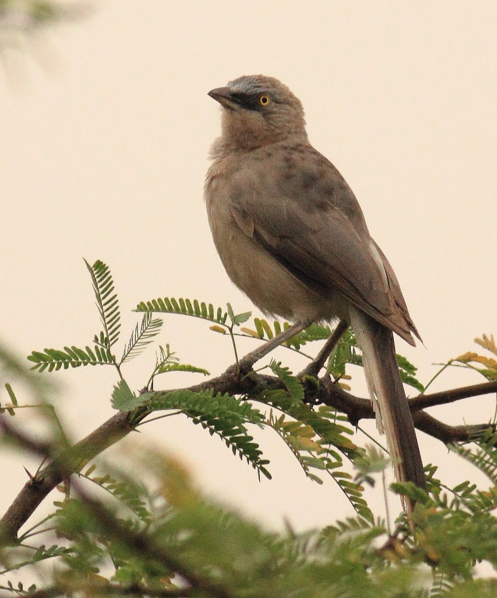 Large Gray Babbler - Amarendra Konda
