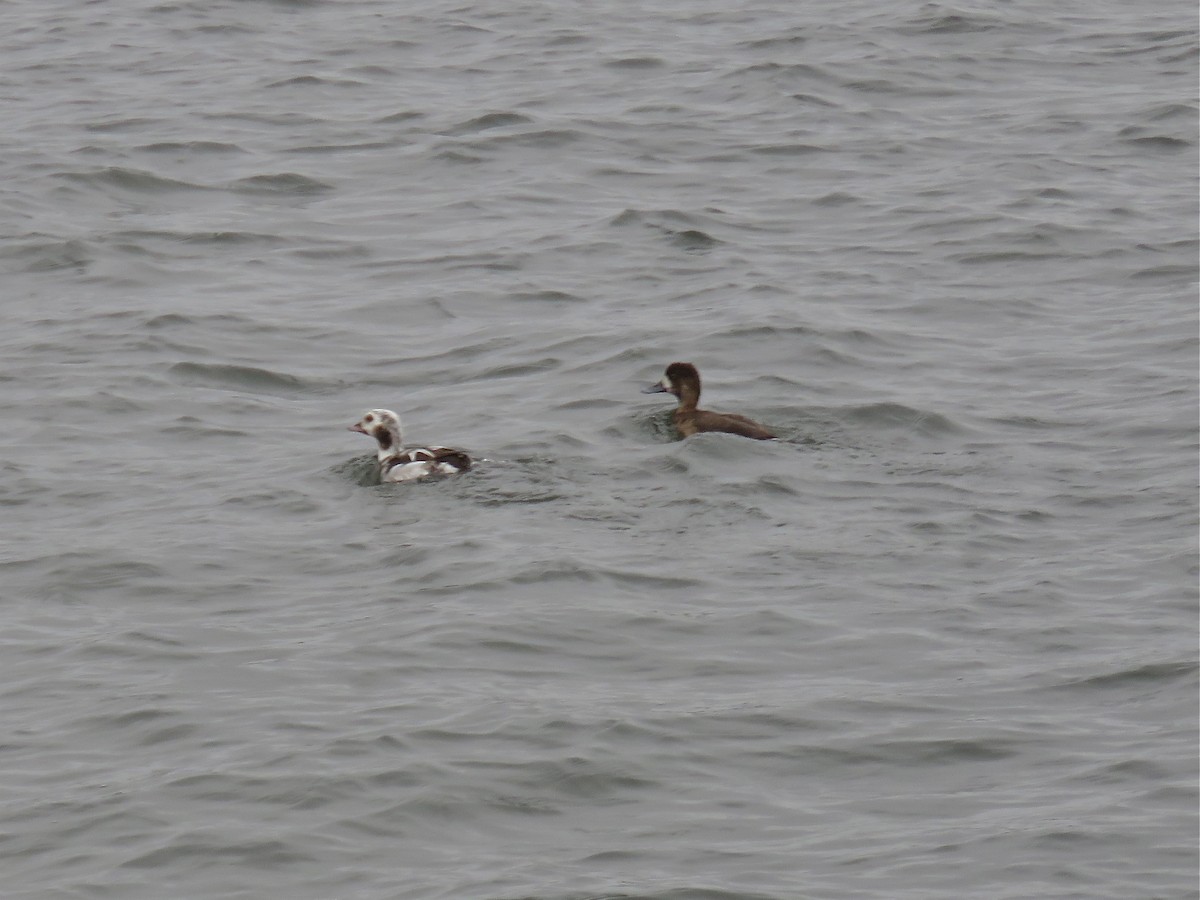 Greater Scaup - ML79884661