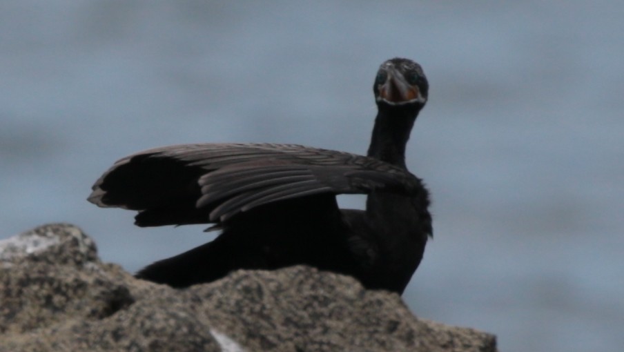 Neotropic Cormorant - ML79886071