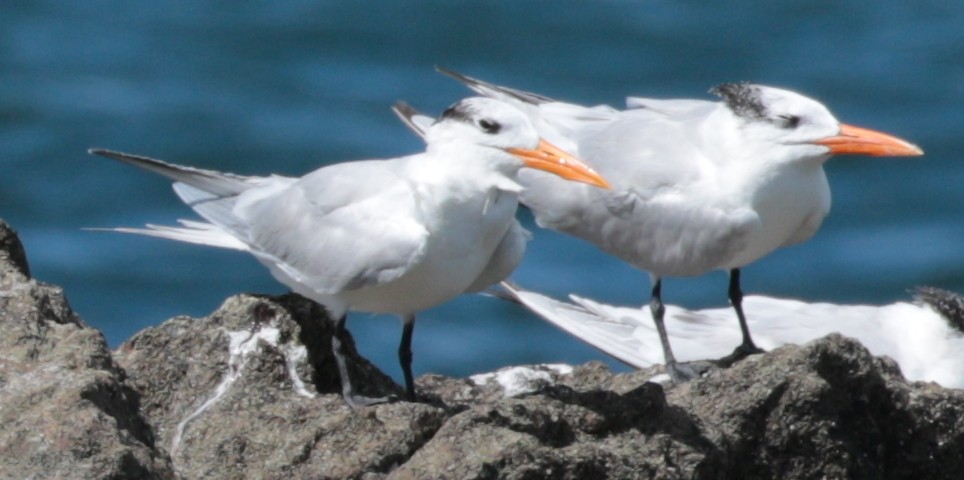 Royal Tern - ML79886101