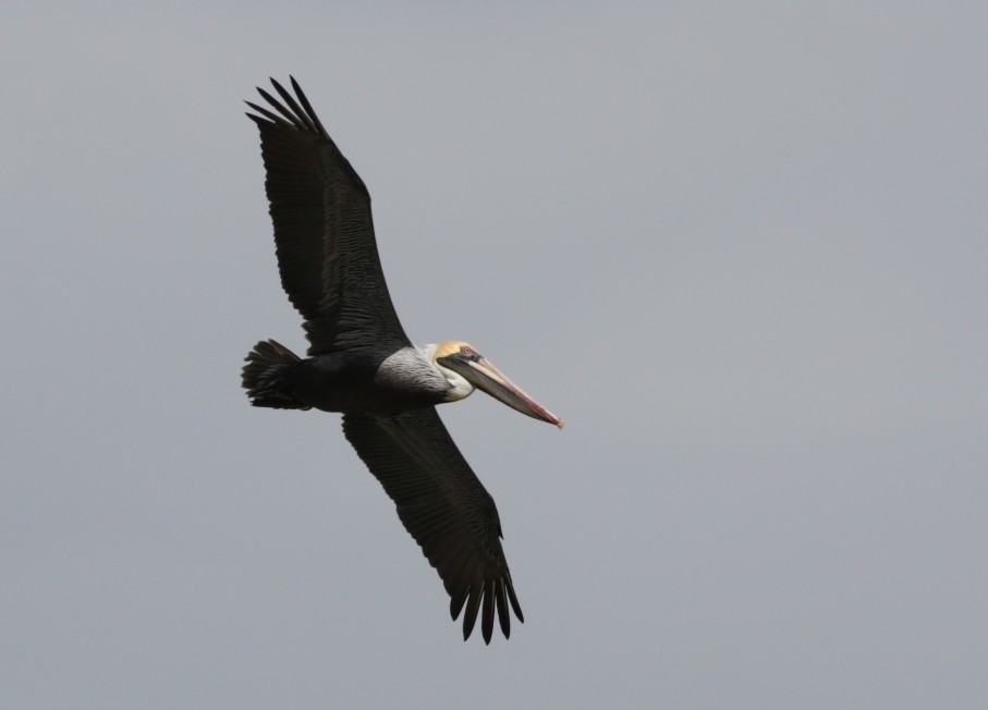 Brown Pelican - ML79886131