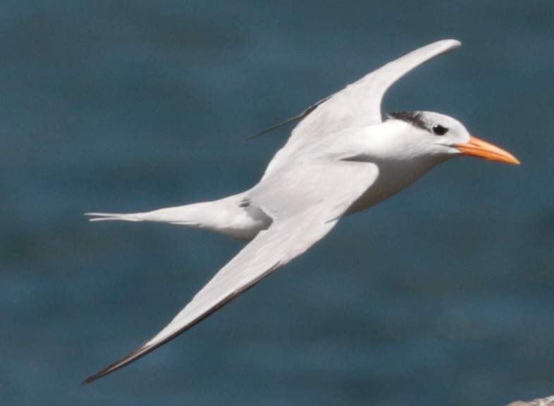 Elegant/Royal Tern - ML79886351