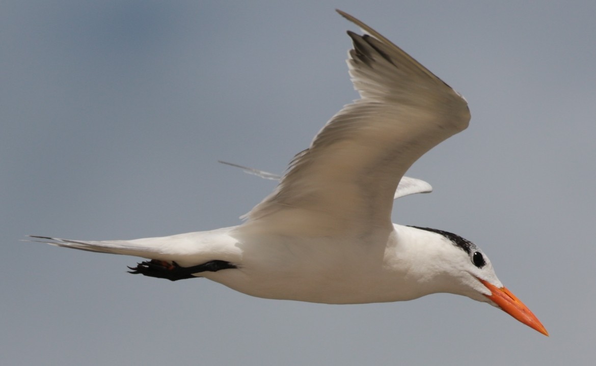 Royal Tern - ML79886371