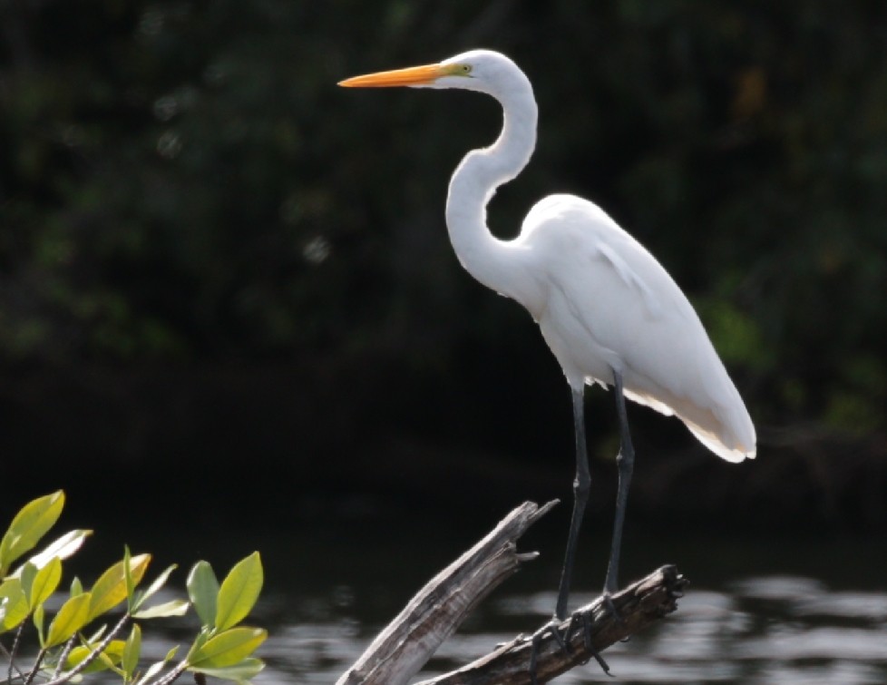 Great Egret - ML79886401