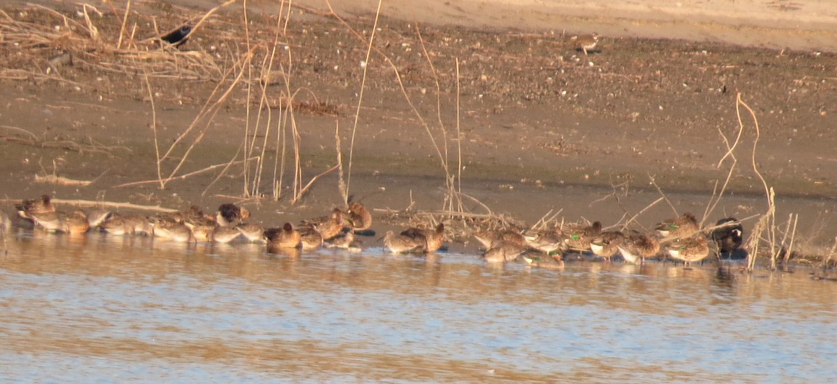 Green-winged Teal - ML79889331