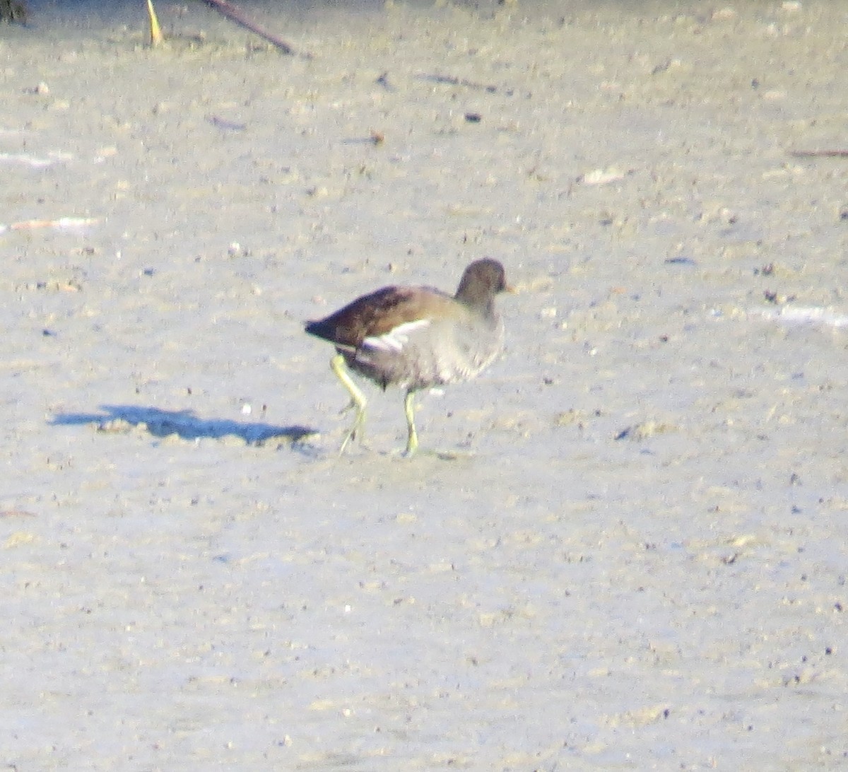 Common Gallinule - ML79889681