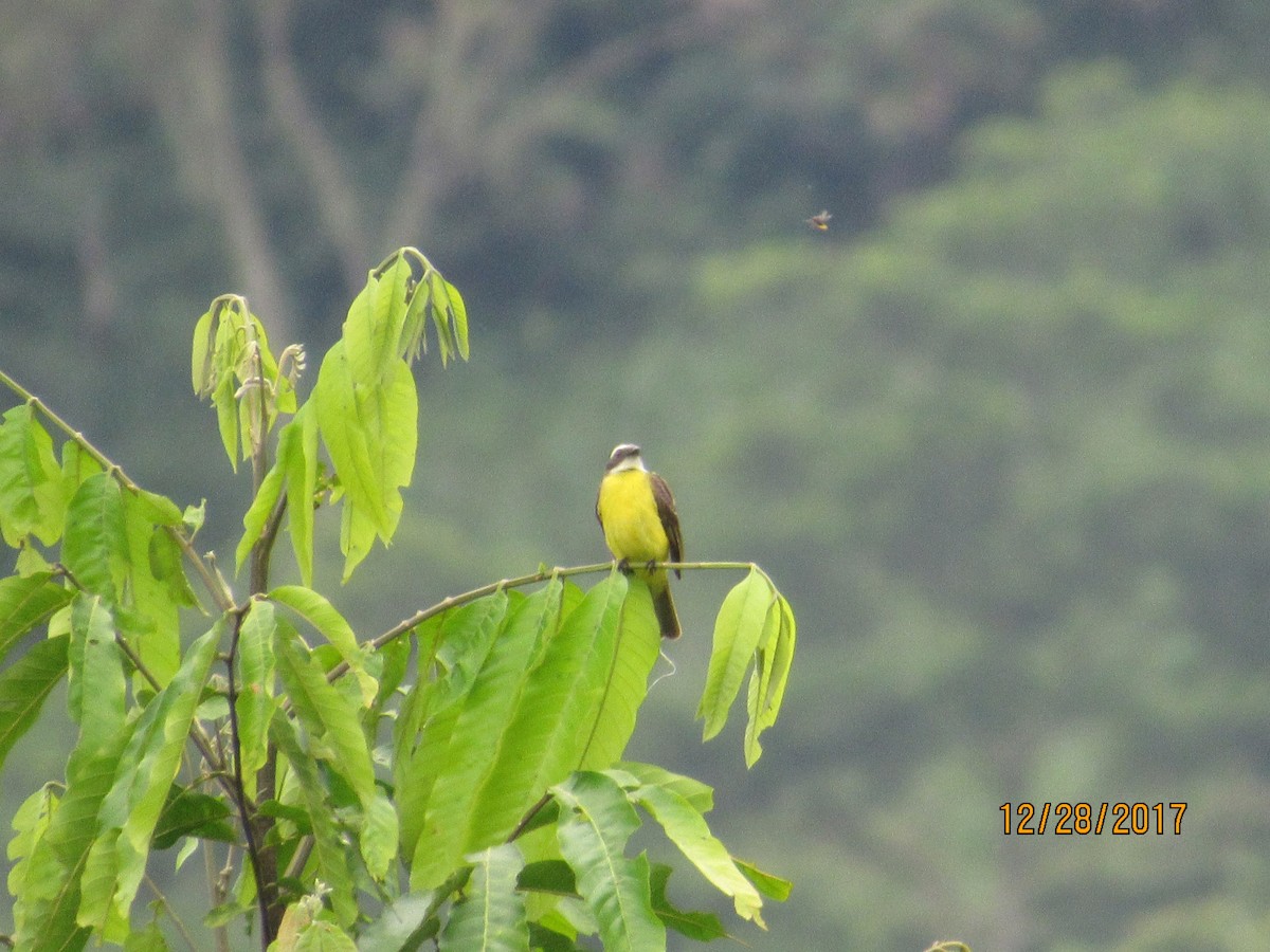 Social Flycatcher - ML79891981