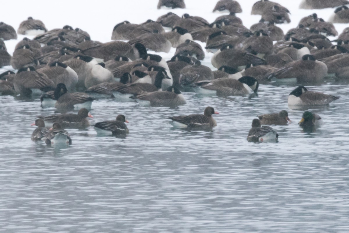 Greater White-fronted Goose - Brad Imhoff