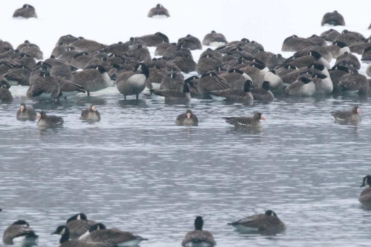 Greater White-fronted Goose - ML79892331