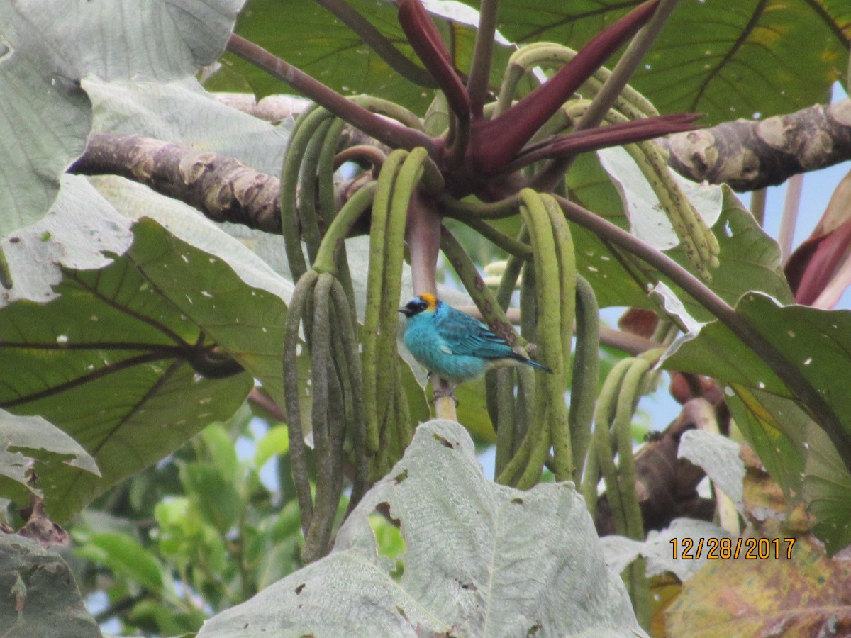 Golden-naped Tanager - ML79892741