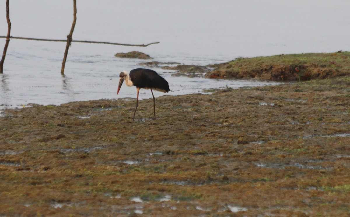 Afrika-Wollhalsstorch - ML79893281