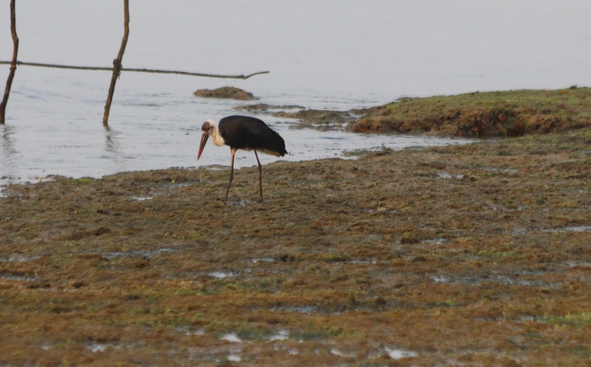 African Woolly-necked Stork - ML79893281