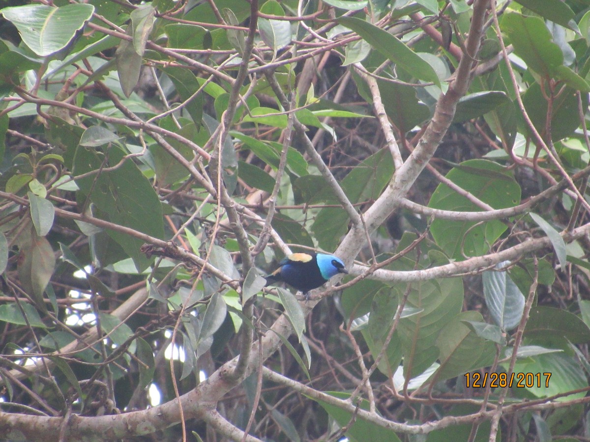 Blue-necked Tanager - ML79893461