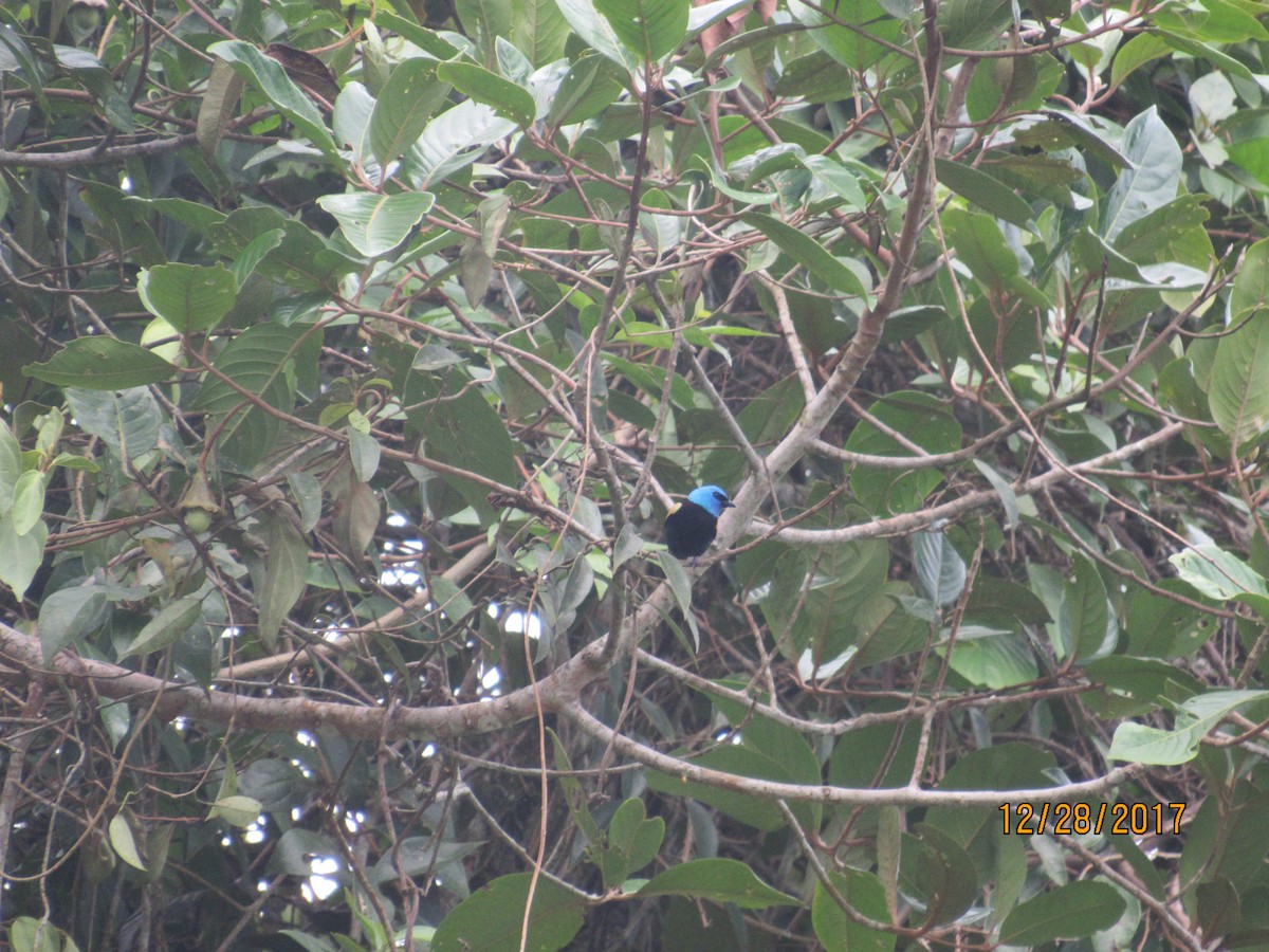 Blue-necked Tanager - ML79893471