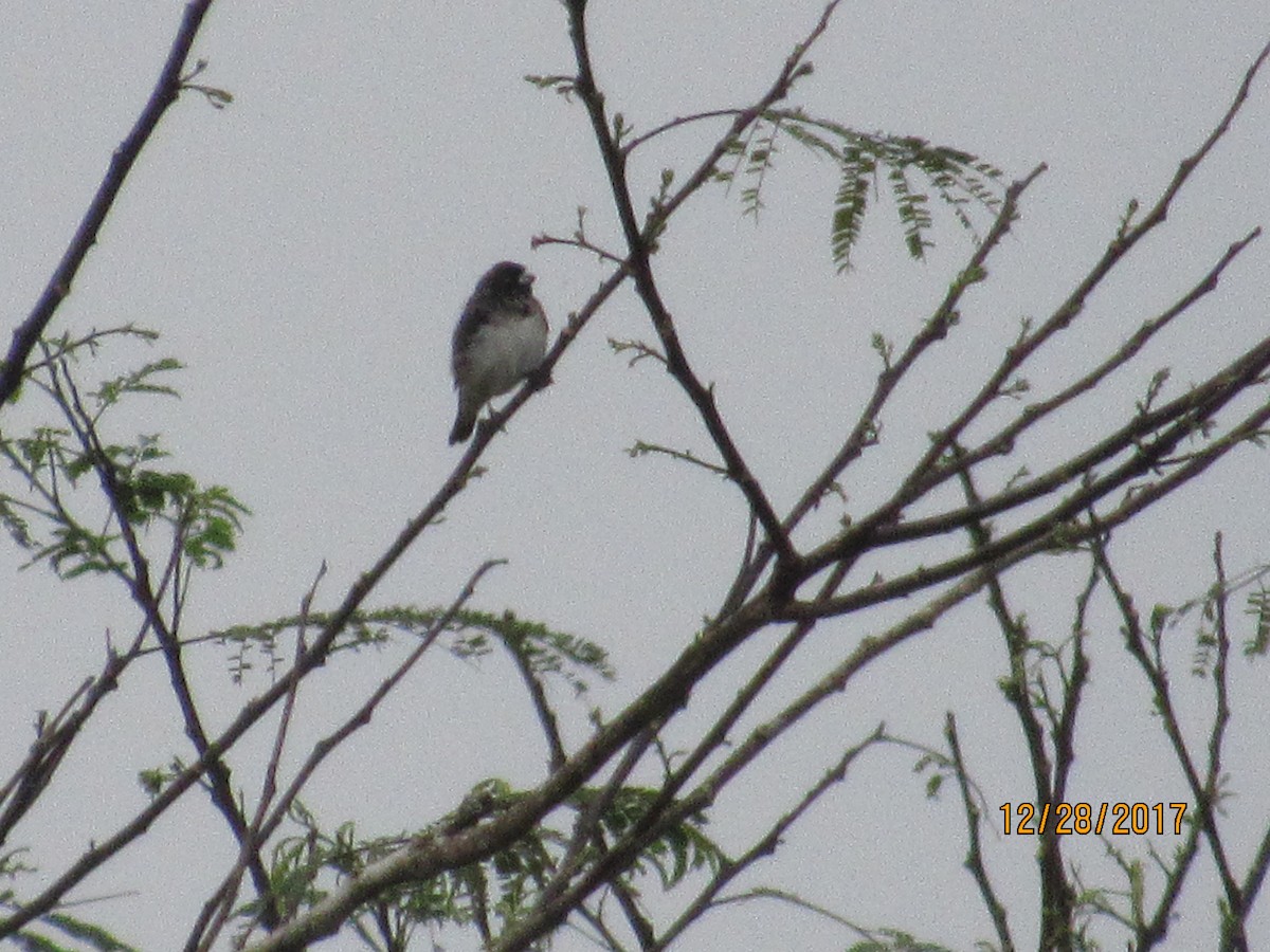 Black-and-white Seedeater - ML79893861