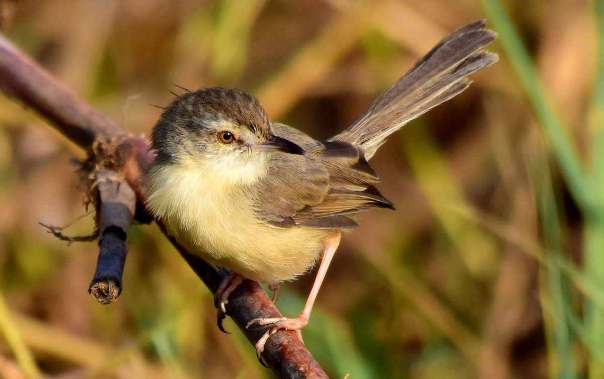 Plain Prinia - mathew thekkethala