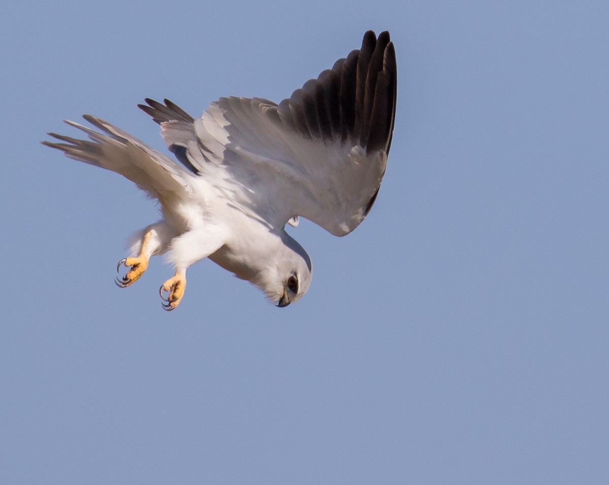 Black-winged Kite - Peter de Hoog