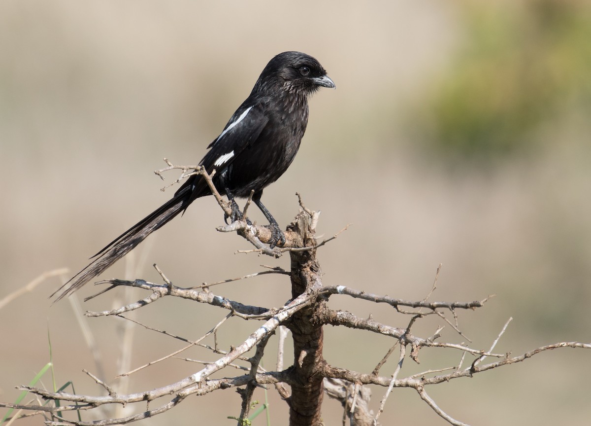 Magpie Shrike - Peter de Hoog