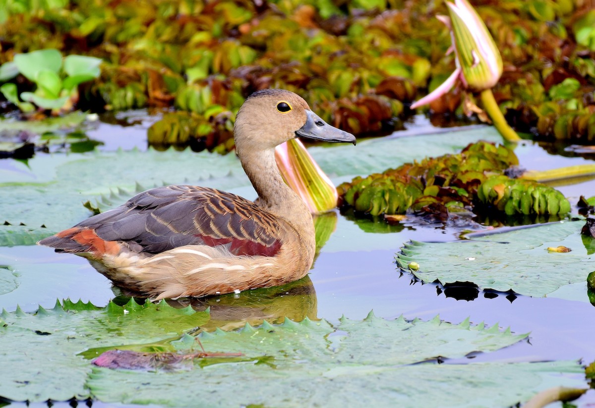 Lesser Whistling-Duck - mathew thekkethala