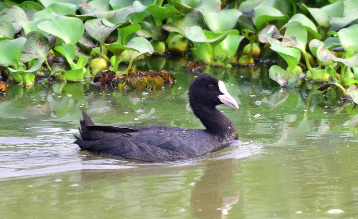 Eurasian Coot - mathew thekkethala