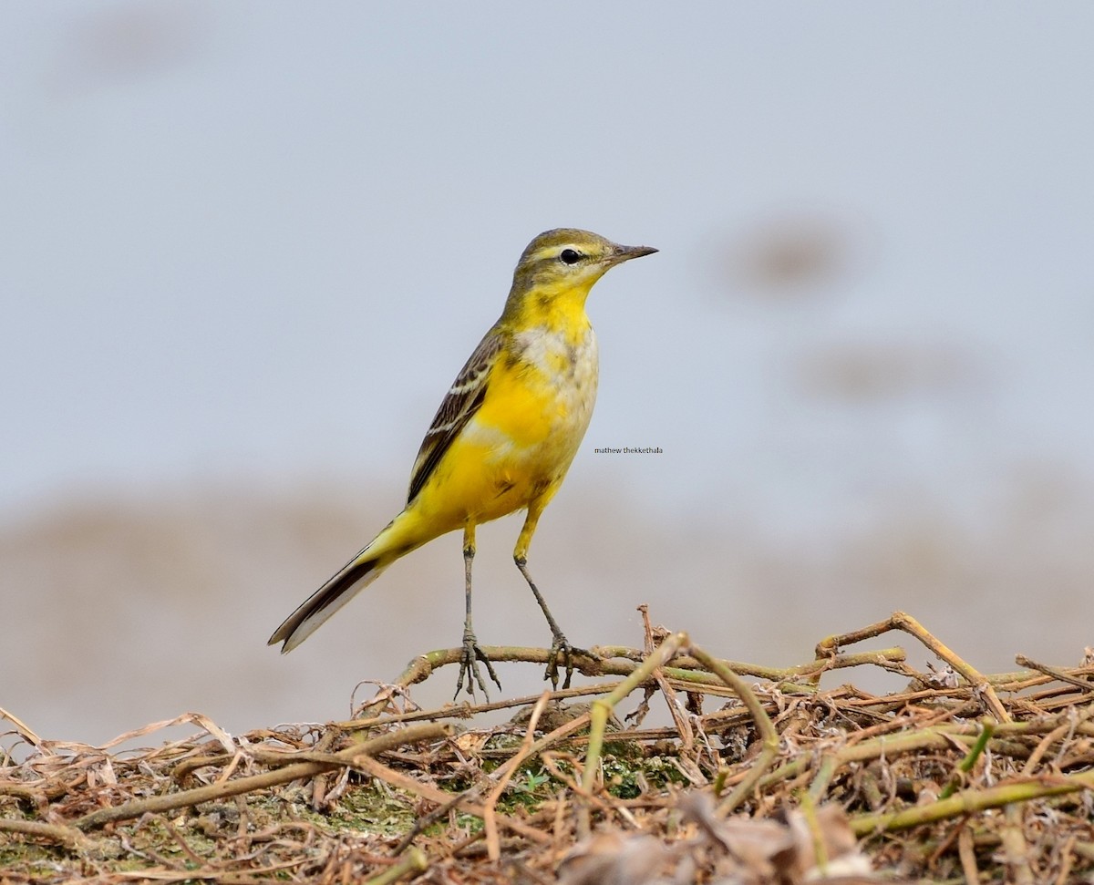 Western Yellow Wagtail - mathew thekkethala