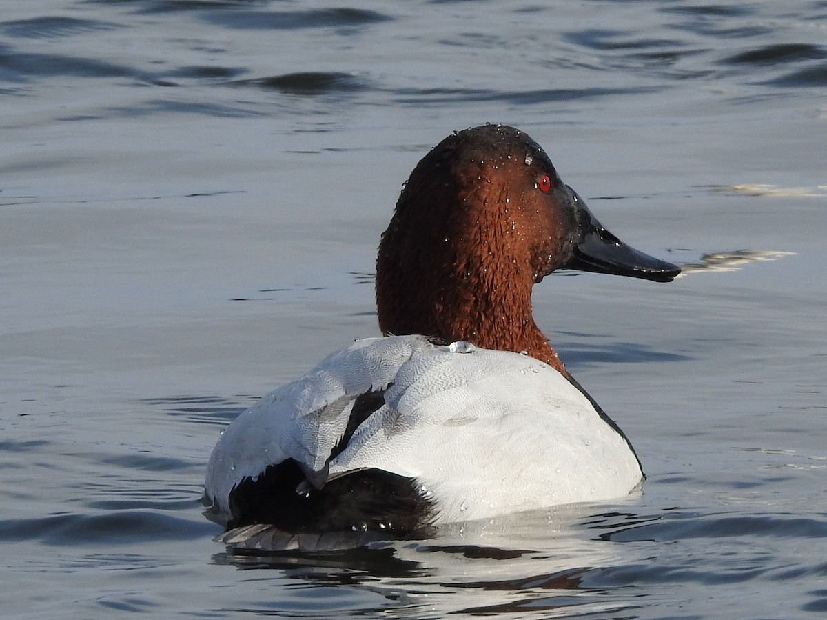 Canvasback - ML79897001