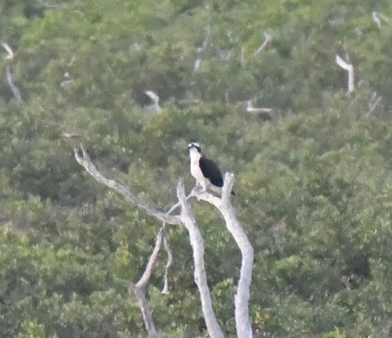 Águila Pescadora - ML79897201