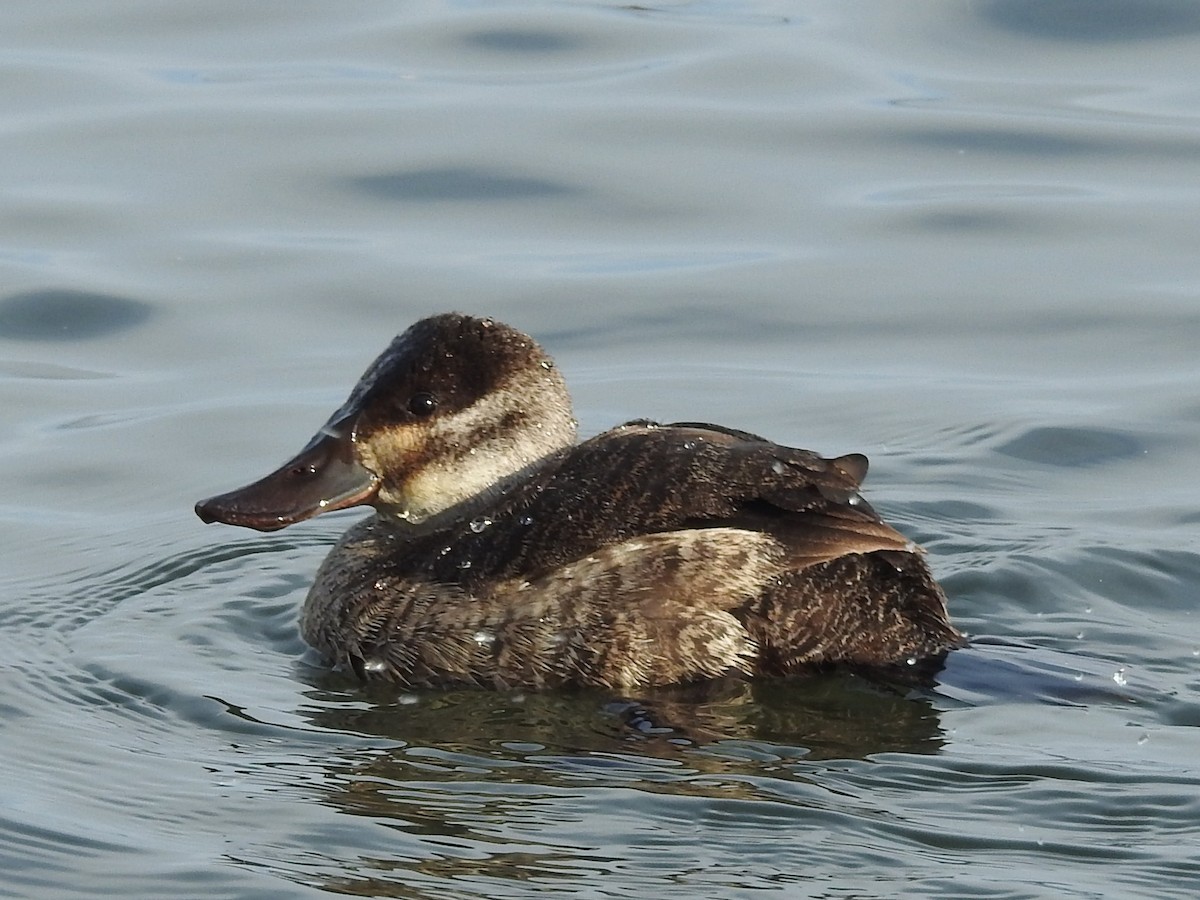 Ruddy Duck - ML79897241