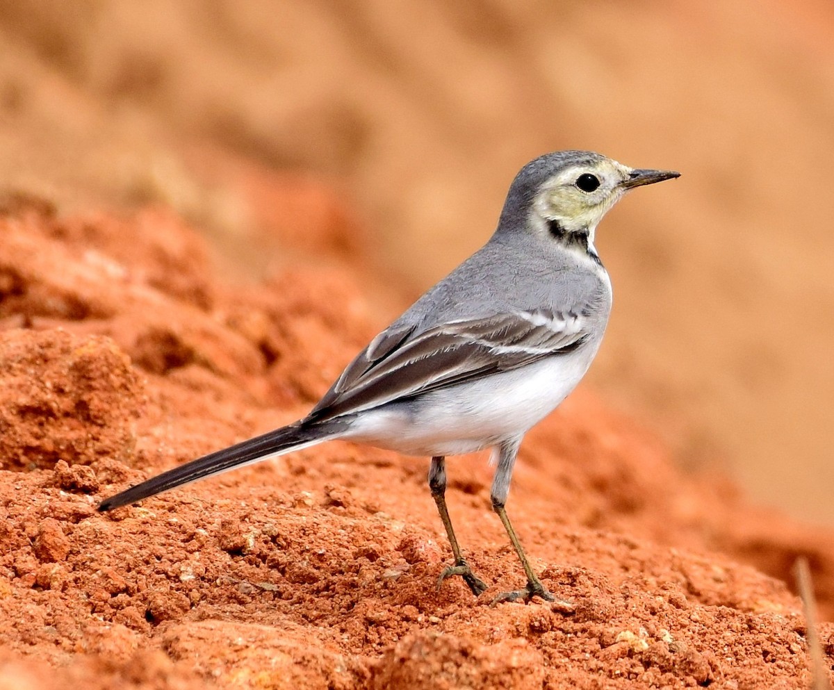 White Wagtail - mathew thekkethala