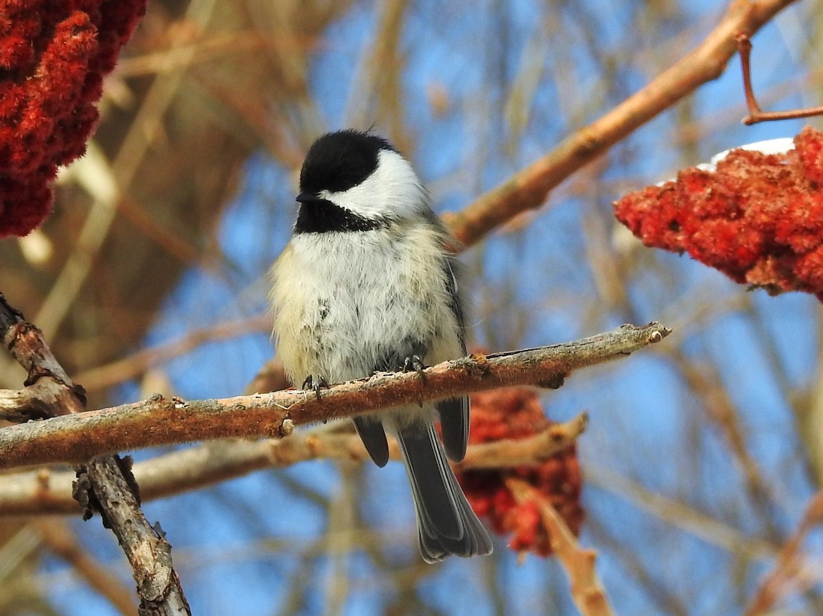 Black-capped Chickadee - ML79897481