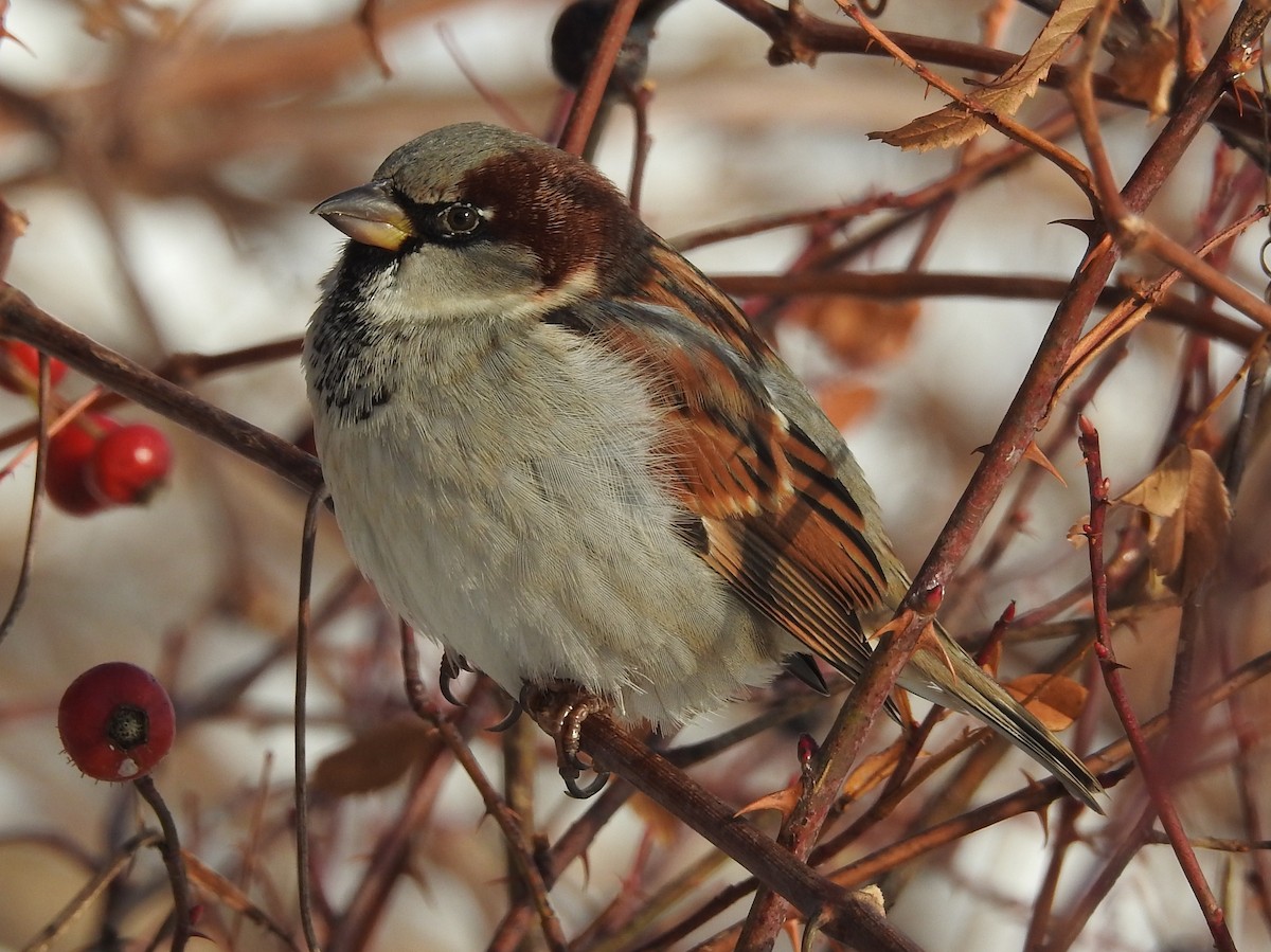 House Sparrow - ML79897521