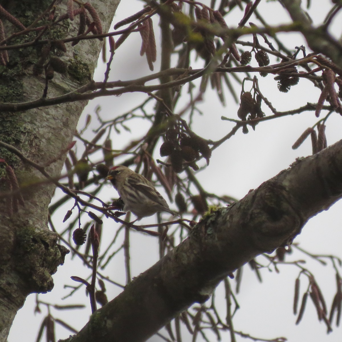 Redpoll (Common) - ML79898611