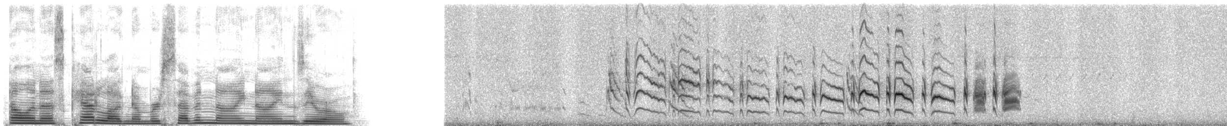 Серогрудый тиранн - ML7990