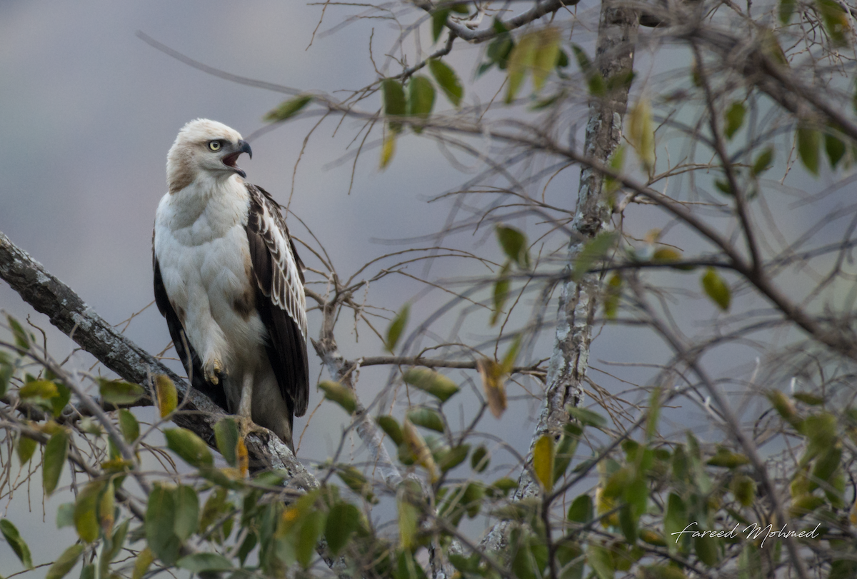 Changeable Hawk-Eagle (Crested) - ML79900381