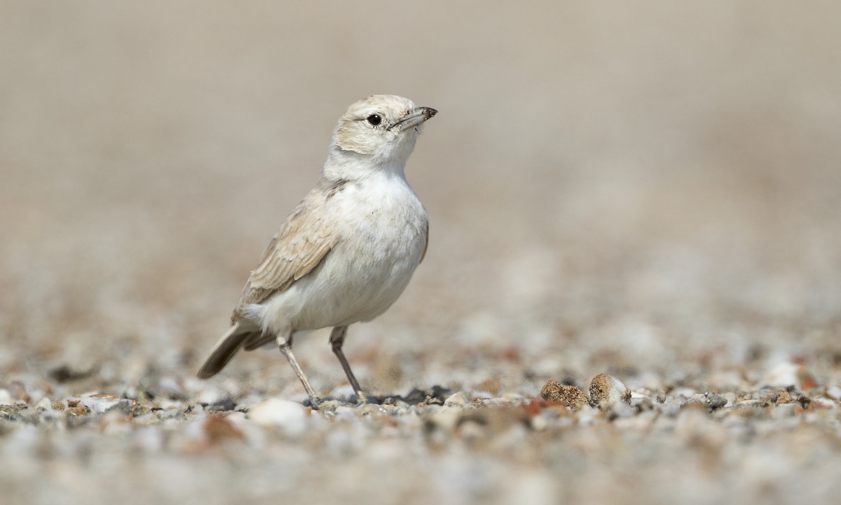 Gray's Lark - Zak Pohlen