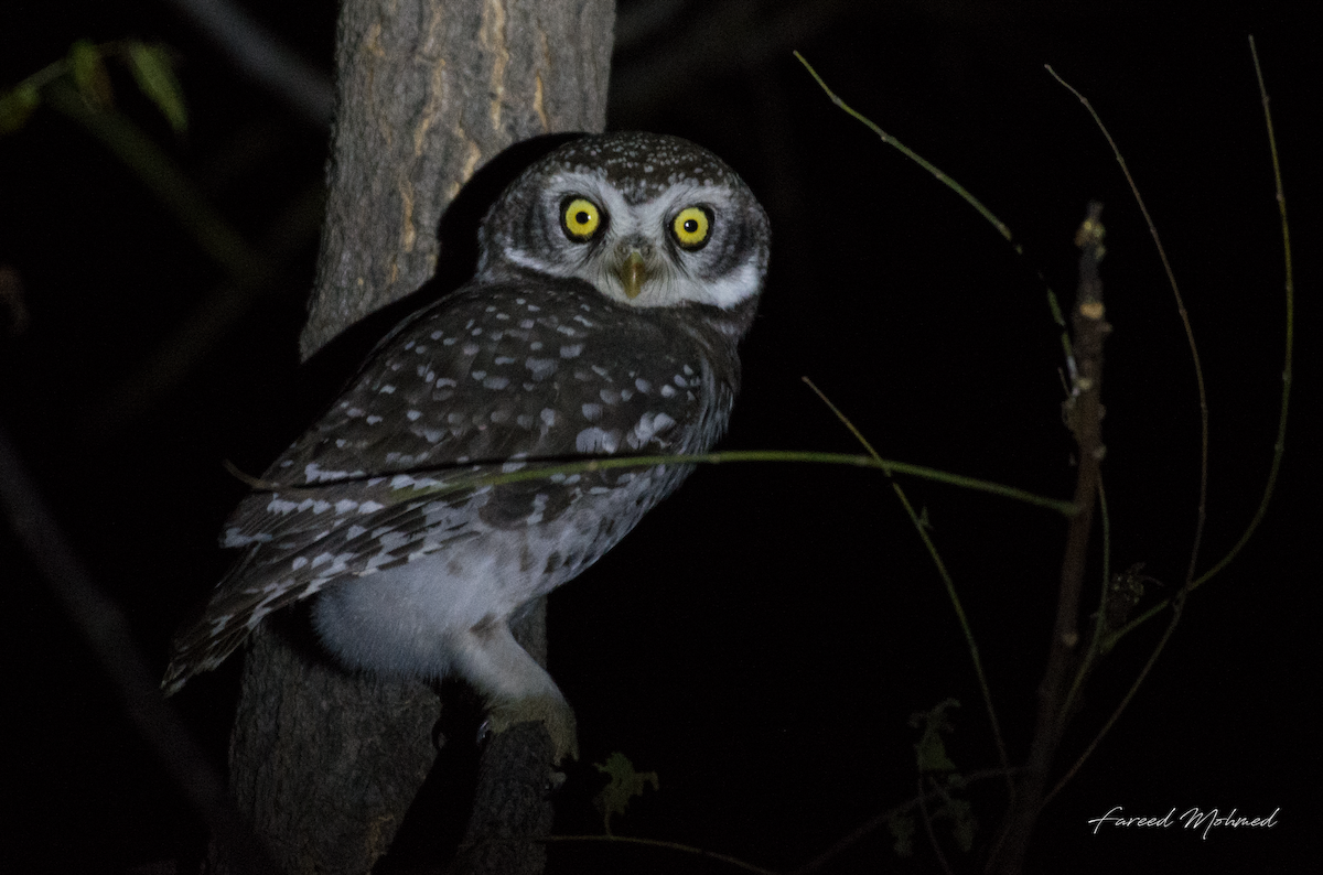 Spotted Owlet - ML79901201