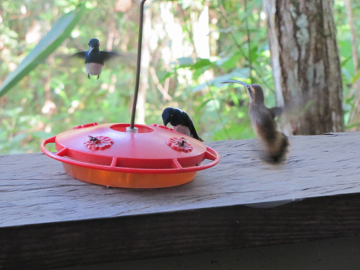 Long-billed Hermit - ML79902811