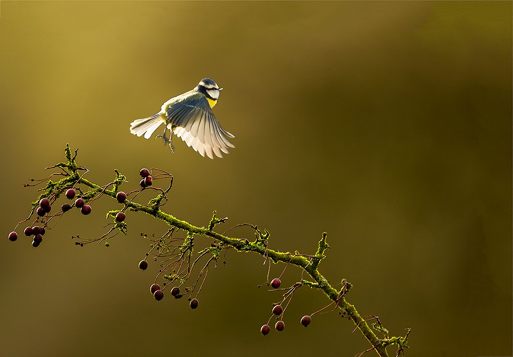 Mésange bleue - ML79903251