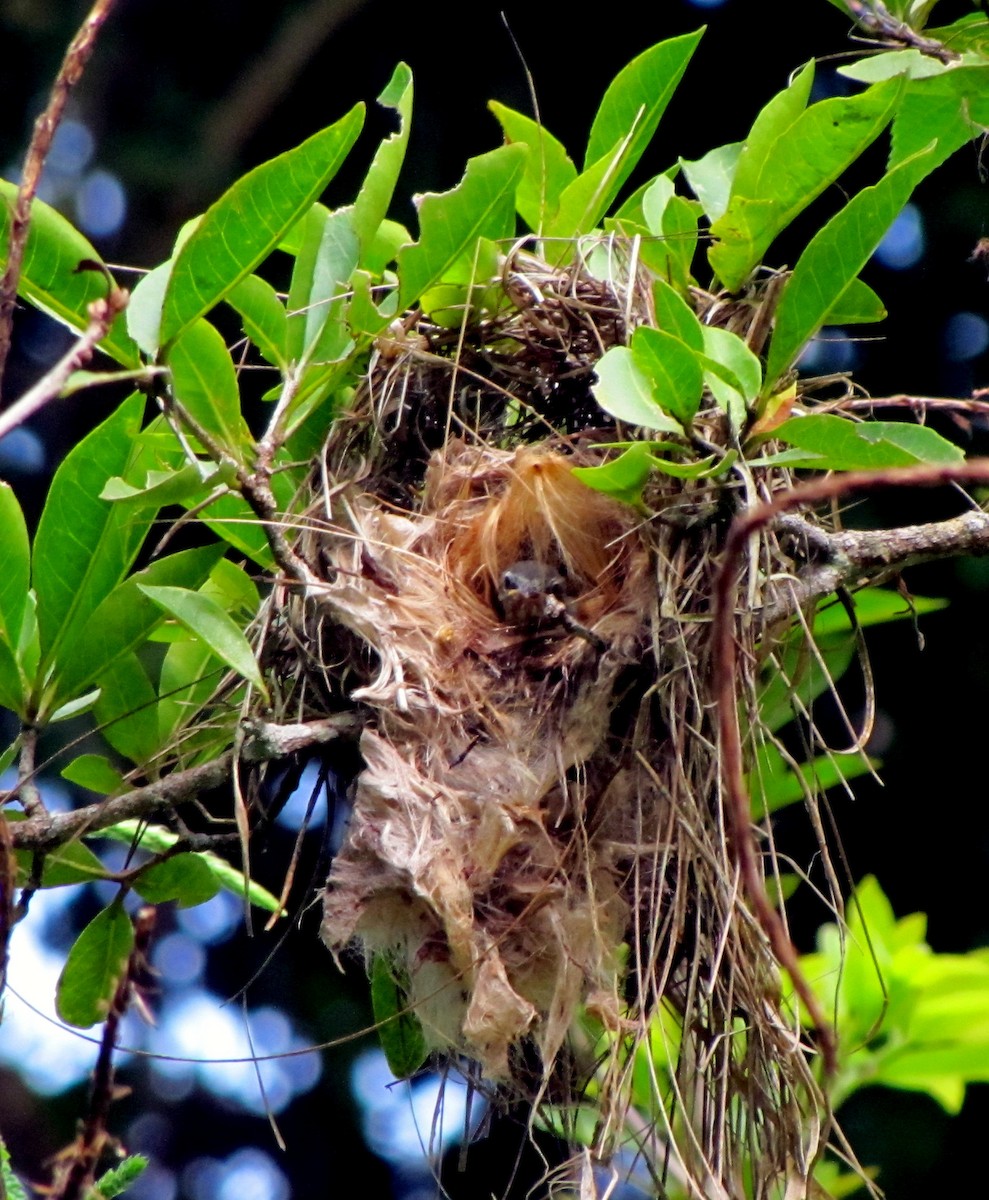 Brown-capped Tyrannulet - ML79903351