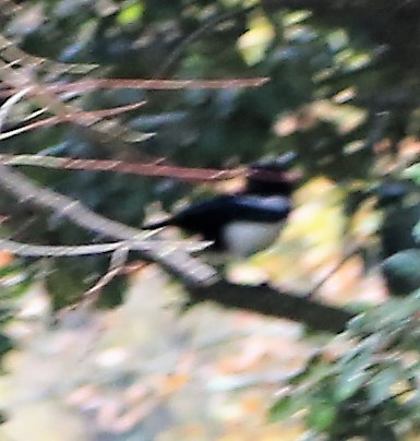 Eurasian Magpie - ML79904811