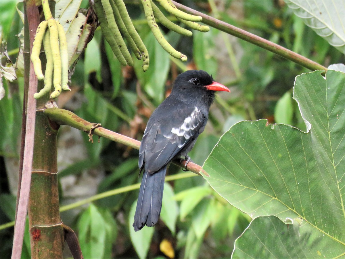 Black Nunbird - Örjan Sjögren