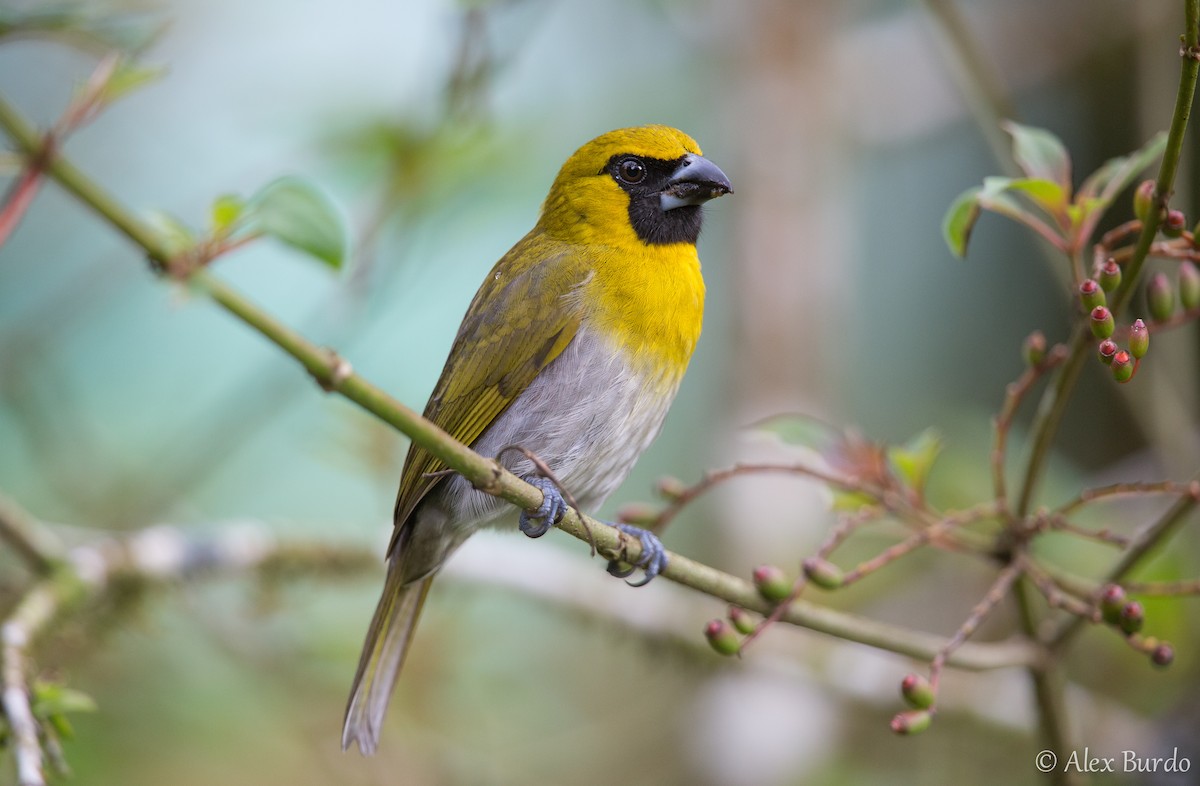 Black-faced Grosbeak - Alex Burdo