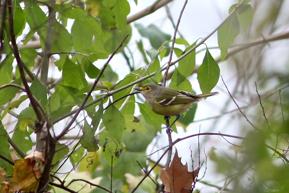 White-eyed Vireo - ML79907471