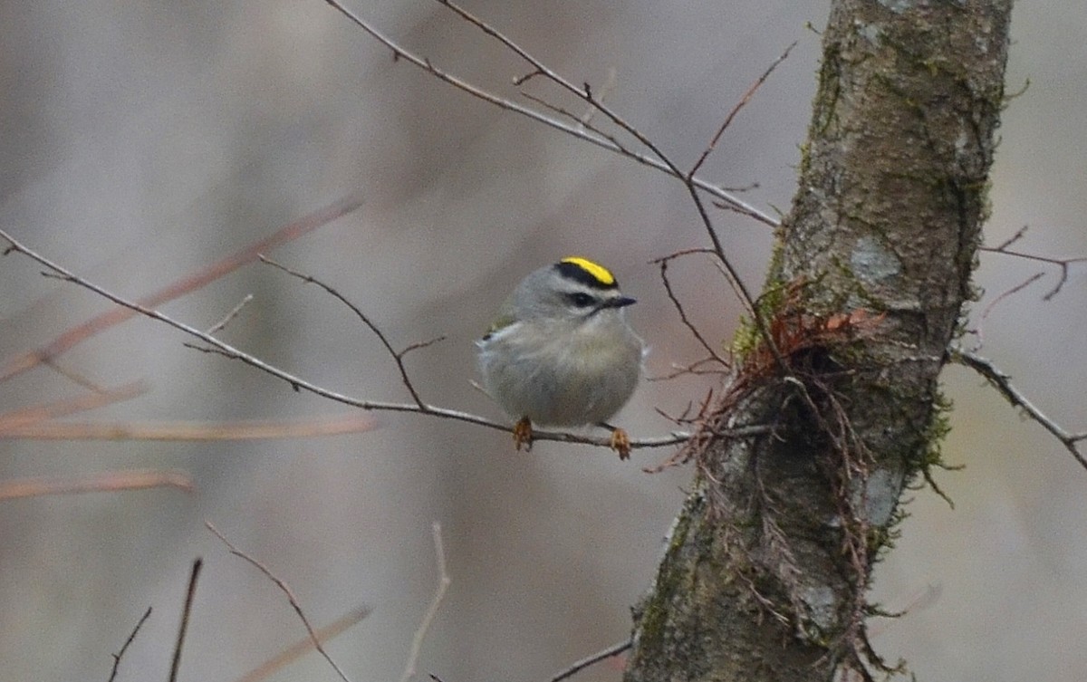 Golden-crowned Kinglet - ML79908311