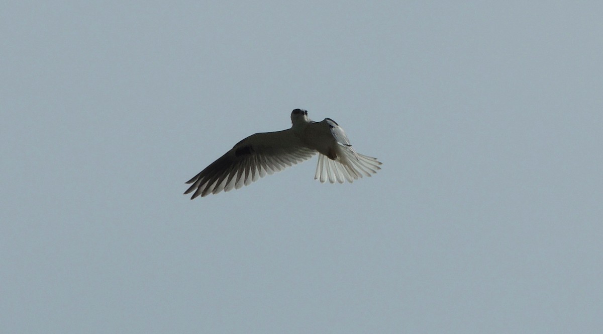 White-tailed Kite - ML79909431