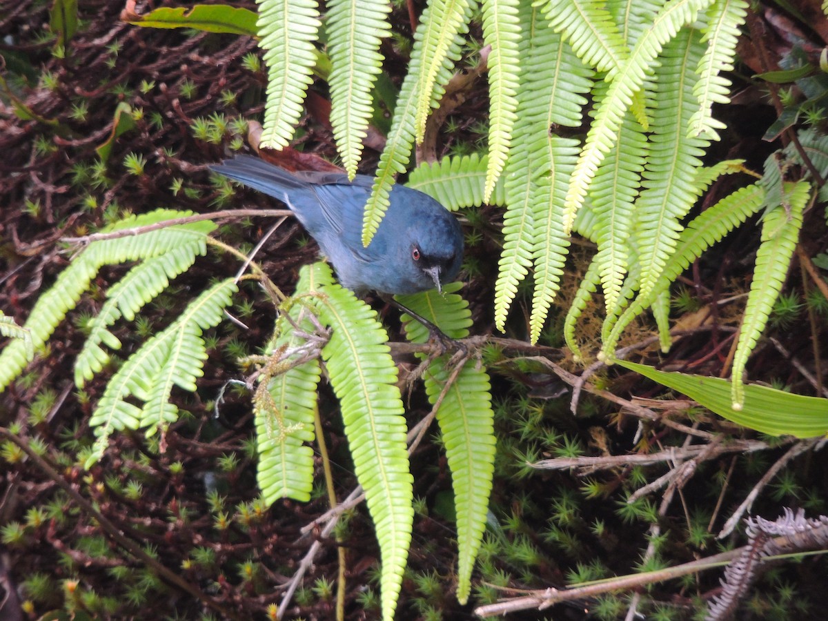 Bluish Flowerpiercer - ML79910281
