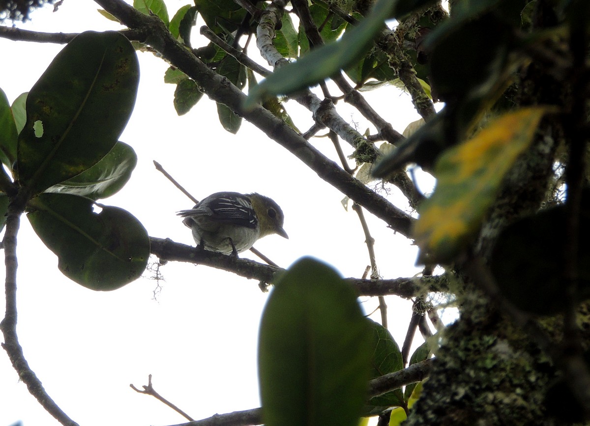 Barred Becard - ML79910411