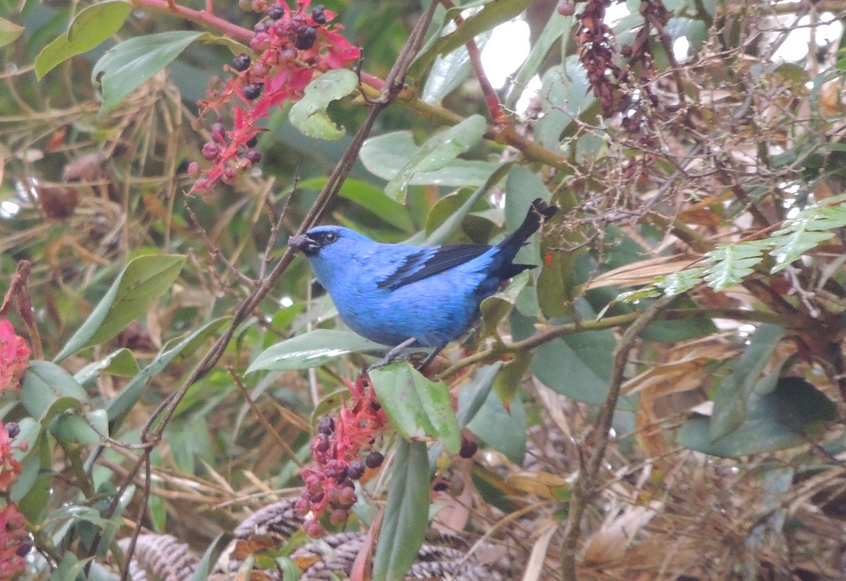 Blue-and-black Tanager - ML79910501